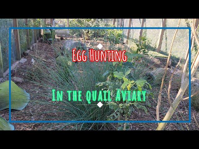 Egg Hunting in the Quails Aviary #quail #selfsufficient #homestead