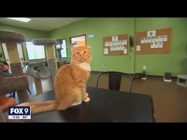 New cat cafe opens in New Hope