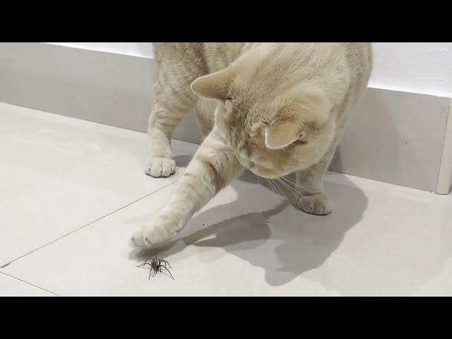 Cat Vs Spider