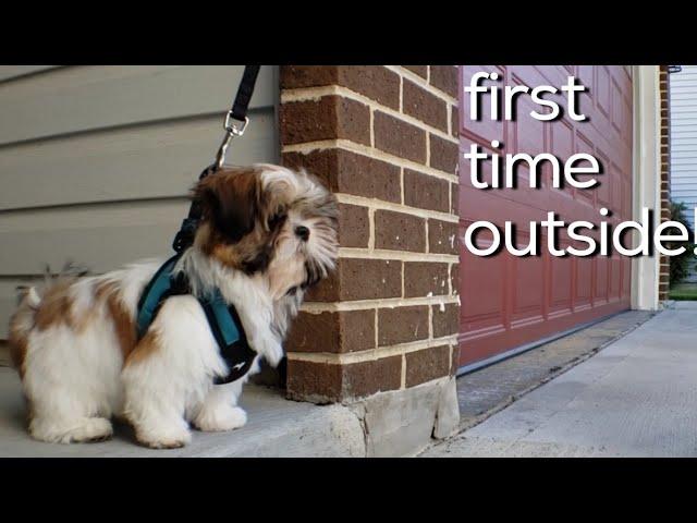 SHIH TZU PUPPY FIRST TIME GOING OUTSIDE!!
