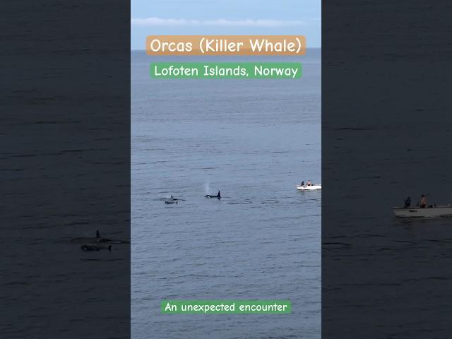 Killer Whale (Orca) encounter in Reine, Lofoten , Norway #shorts