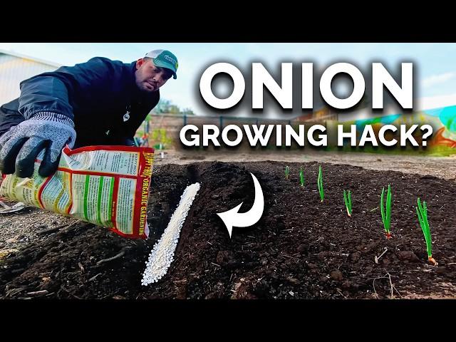 My New Favorite Way To Grow BIG Onions 