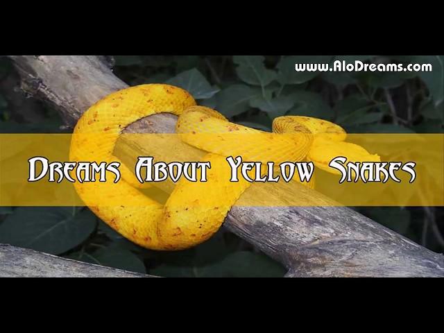 #28 Yellow Snake Dream Meaning and Interpretation