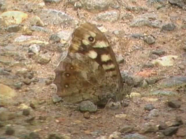 Speckled Wood