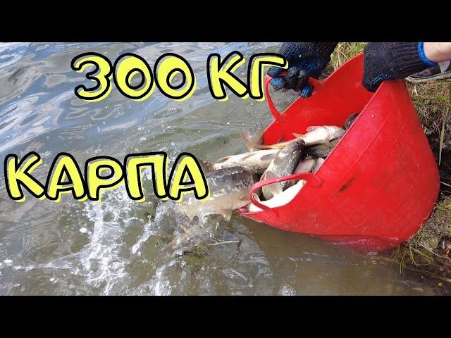 ЗАПУСКАЕМ В ОЗЕРО 300 КГ КАРПА! ЗАРЫБЛЕНИЕ 2021.