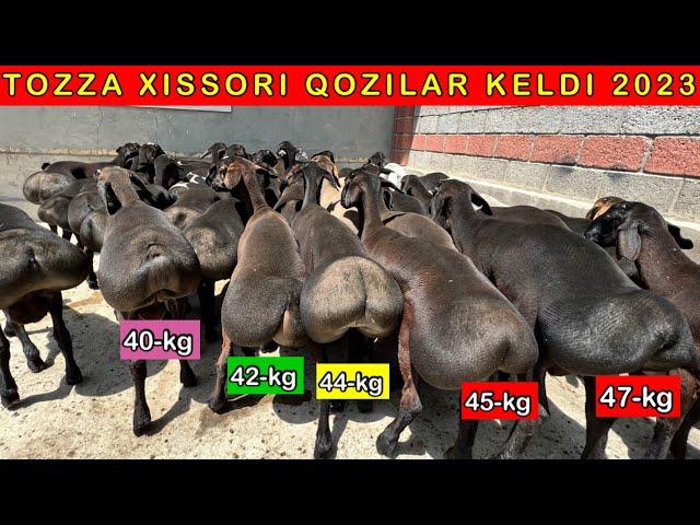 JUDA TOZZA 6-oylik QOZILAR KELDI 40/45kg