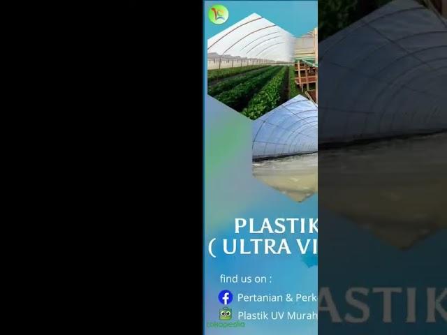 Plastik Ultraviolet Greenhouse atau Pengeringan Roll 14% & 6% Lebar 3m, 4m, 6m, 8m, Tebal 200 Micron