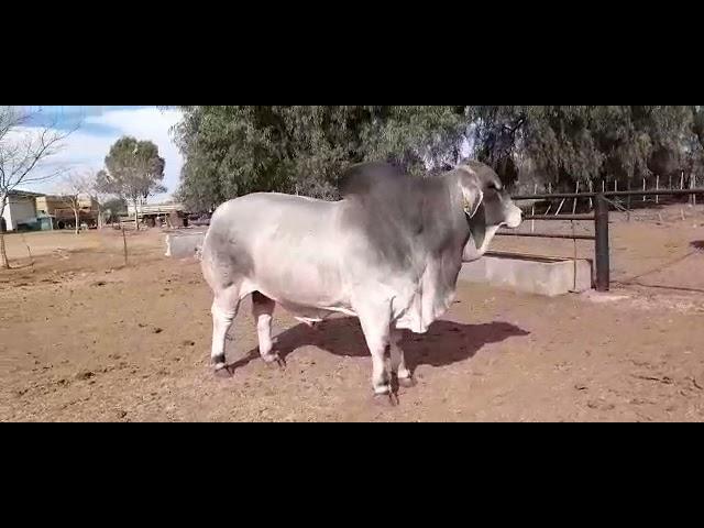 Meet Mr. JVZ 17333 KroonVeee magnum a super Full-blood brahman bull