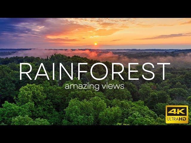 4K Rainforest - scenic views | jungle | animals | nature sounds | relaxing music | 60fps