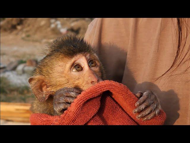 The weather was chilly, baby monkey Nahu was shivering as he finished bathing