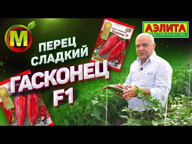 ВСЕМ ПЕРЦАМ — ПЕРЕЦ! Сладкий Красный Перец Гасконец F1