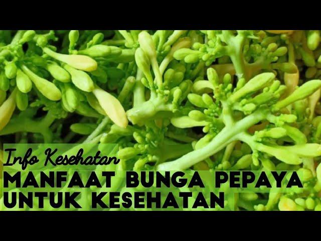 Info Kesehatan | Manfaat Bunga Pepaya Untuk Kesehatan