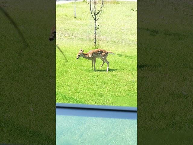 Baby Deer pees on lawn!!! Fawns are wild #fawn #babydeer