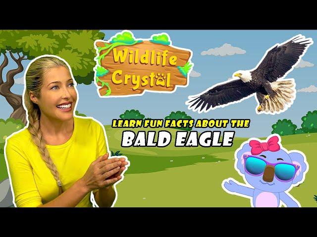 Bald Eagle Facts