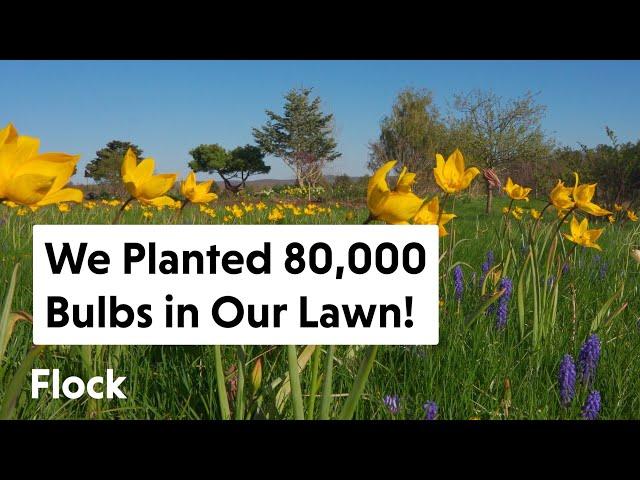 We Planted 80,000 BULBS in our LAWN. See Them Bloom Over 3 MONTHS — Ep. 173