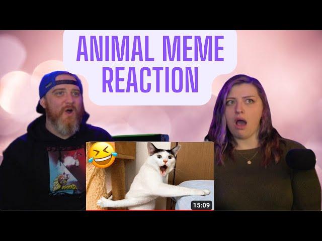 Funniest Cats And Dogs Videos  - Best Funny Animal Videos 2022  #2 | HatGuy & @gnarlynikki React