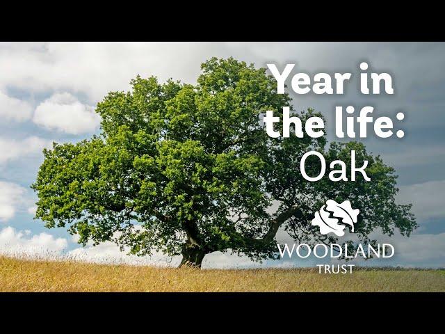 A year in the life of an oak tree | Woodland Trust