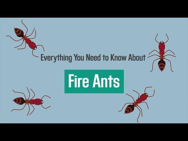 Everything You Need to Know About Fire Ant Stings