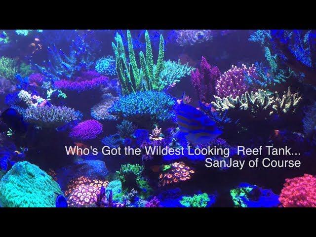 Who's got the best florescent reef tank ....  Sanjay of course - coral fluorescence