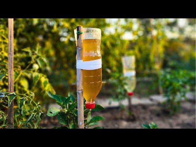 Simple Bottle drip irrigation system. Anyone can make. You need only...