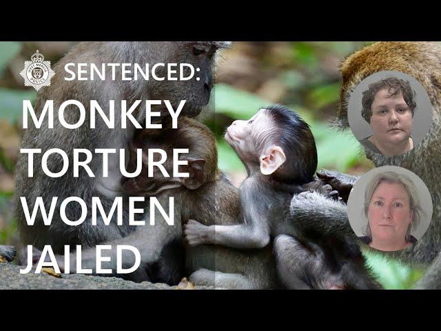 SENTENCED: Monkey Torture | 2 Worcestershire women given prison time | West Mercia Police