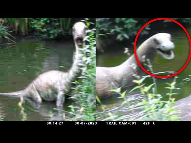 Animaux Éteints Capturées En Vidéo