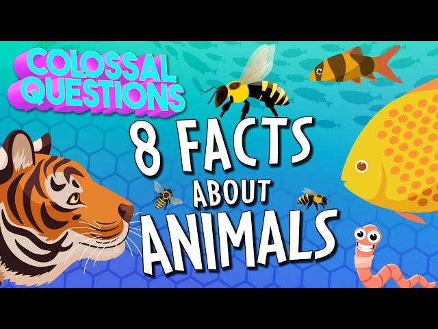 Everything You Ever Wanted to Know About Animals!! (8 Questions Answered) | COLOSSAL QUESTIONS