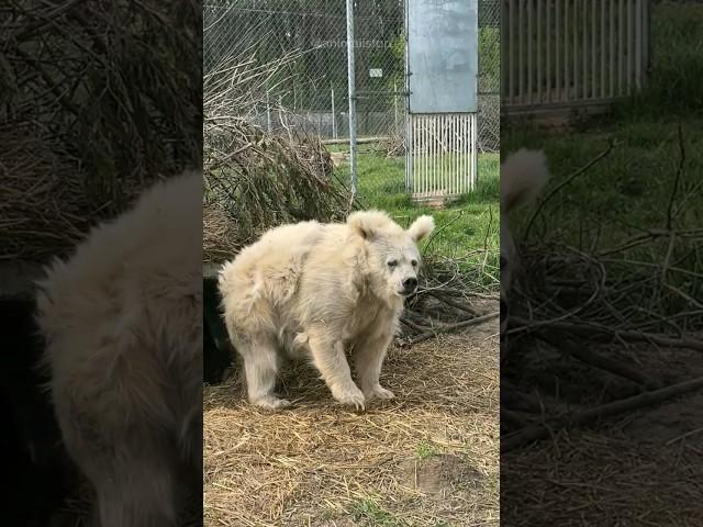 Самый невезучий медведь на свете.