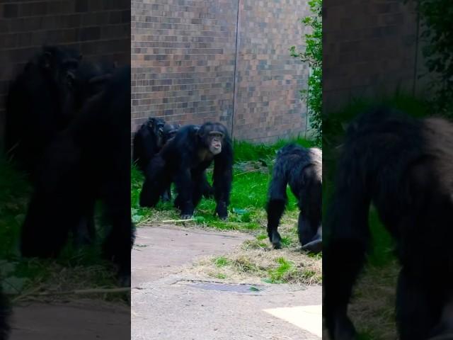 Female Chimp Tries To Hit Alpha Male With a Branch