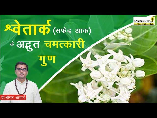 Shwetark पौधे के अद्भुत गुण | Shwetark Plant | Safed Aak | श्वेतार्क का पौधा | Dr Shriram Acharya