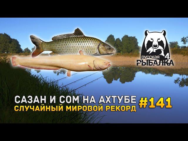 Сазан и Сом на Ахтубе. Случайный мировой рекорд - Русская Рыбалка 4 #141