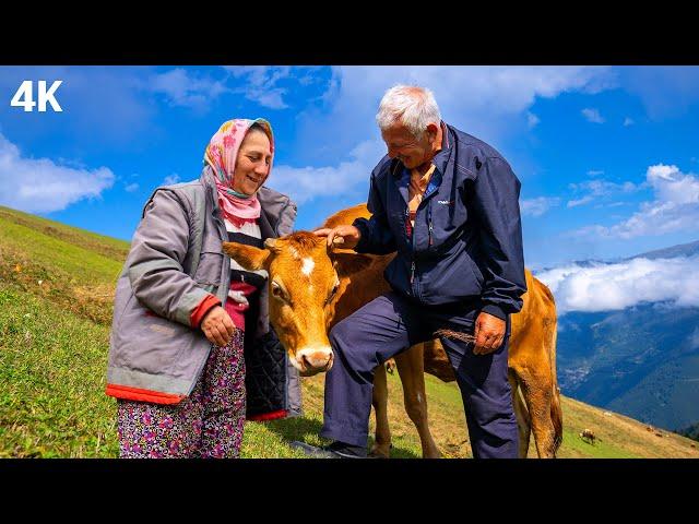 Highland Livestock Farming Couple - Living in the Clouds | Documentary-4K