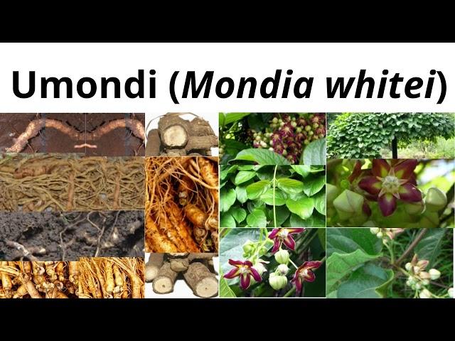 Mondia whitei (Umondi)