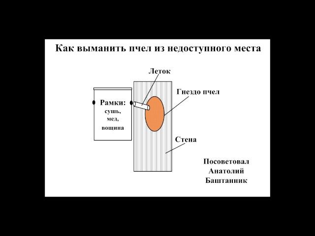 Как выманить пчел которые поселились в стене или другом недоступном месте