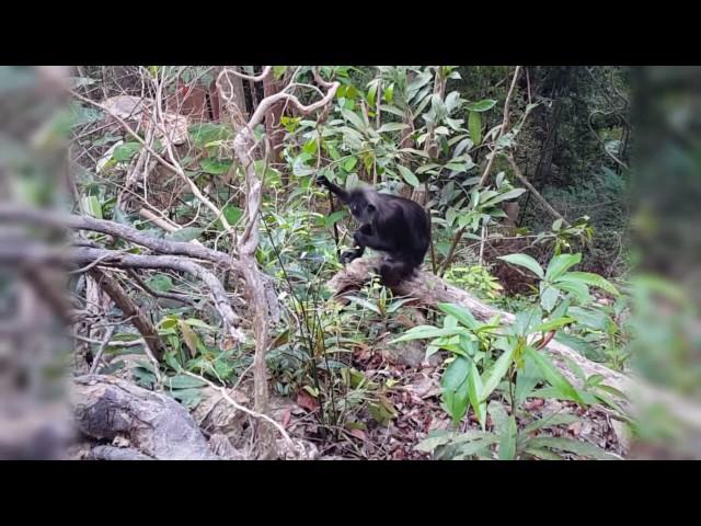 Monkeys at Penang Botanical Gardens