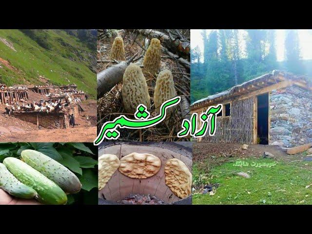 Beautifull village life in Jammu and Kashmir! Info with Ejaz #kashmir #villagelife #village