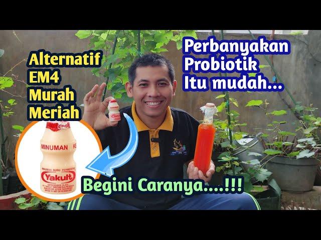 Cara Ekonomis Memperbanyak Probiotik Yakult untuk Pengganti EM4