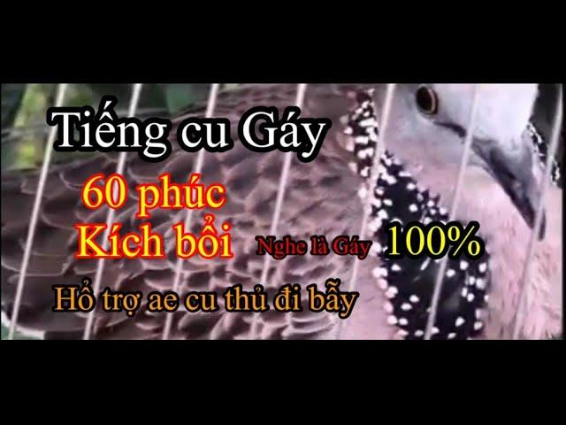 Tiếng cu gáy 60 phúc kích  bổi về cội ,,(cu bể trận nghe là  gáy 100%)