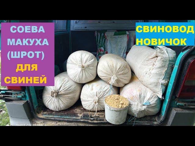 Соевая макуха (жмых) для свиней. Сколько даю? Когда даю? ЦЕНА! Откорм свиней. Свиноводство.