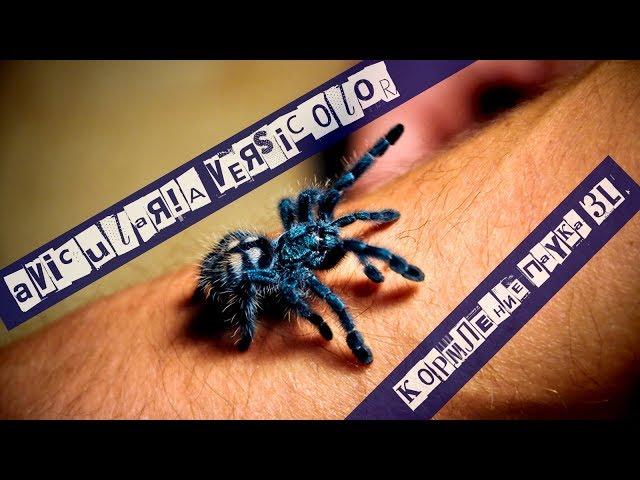 Avicularia Versicolor - feeding spider 3rd. molts