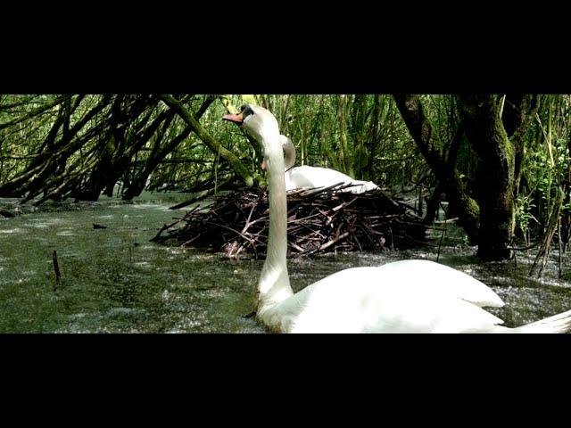 Mute swans greeting each other at nest