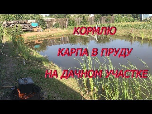 КОРМЛЮ КАРПА В ПРУДУ НА ДАЧНОМ УЧАСТКЕ