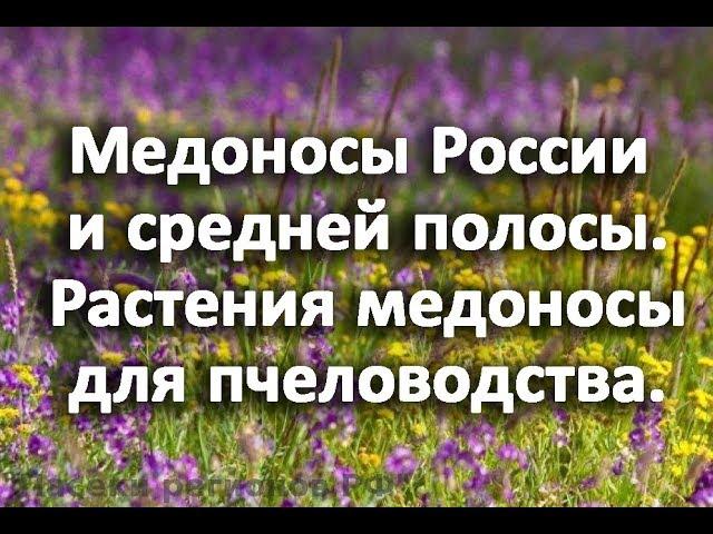 Медоносы России и средней полосы. Растения медоносы для пчеловодства.