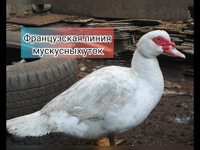 Мускусные утки тяжелых линий - за и против