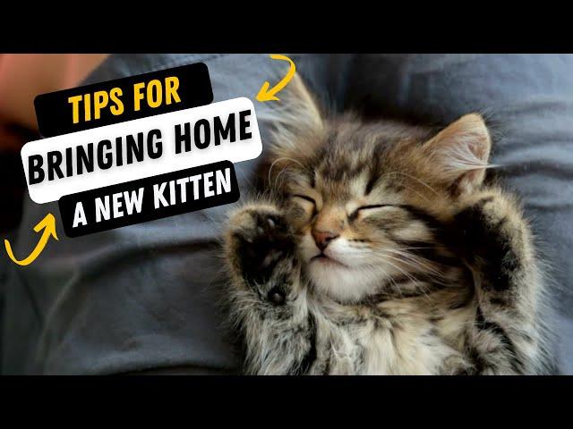 Tips For Bringing Home A New Kitten | Welcome A Cat To Your Home