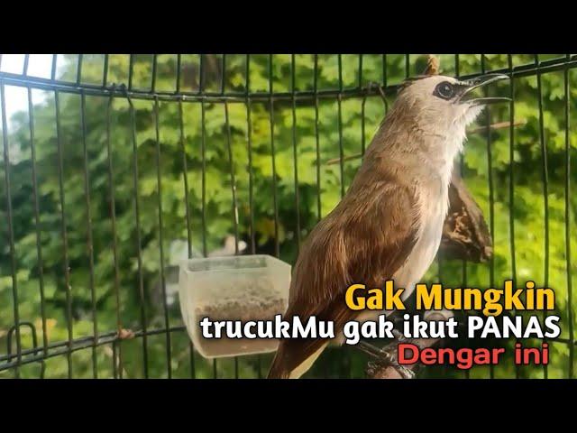 Trucuk BETINA memanggil Jantan Suara Birahi Ngecuplik 100% pancingan trucukan gacor agar BUNYI EMOSI