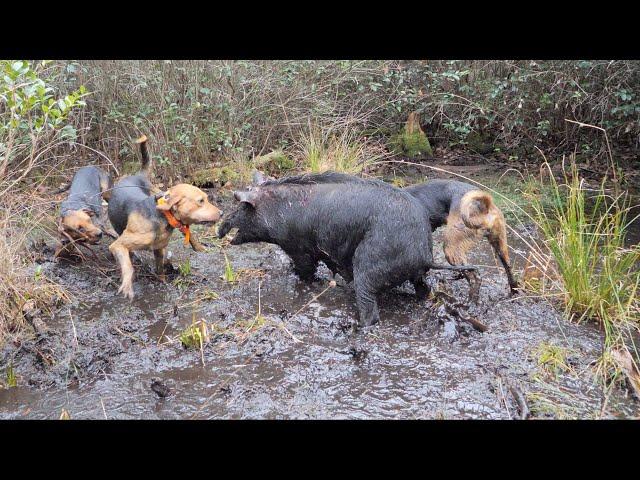 Hunting FERAL HOGS with Dogs! - Wild Boar Drives