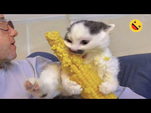 New Funny Animals  Best Funniest Cat And Dog Videos 2024 