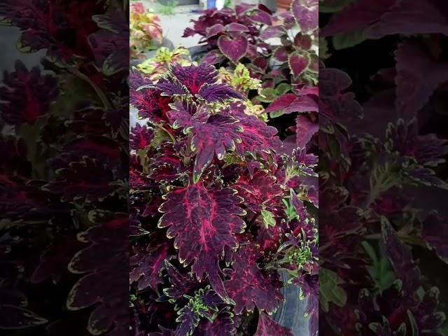 Густав - колеус , Высокорослый сорт . #сад #урожайныйогород #колеус #цветы #coleus #продажа #огород