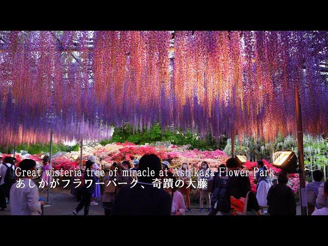 Ashikaga Flower Park is breathtakingly beautiful right now! (From daytime to illumination)